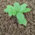 Nilima Mahato